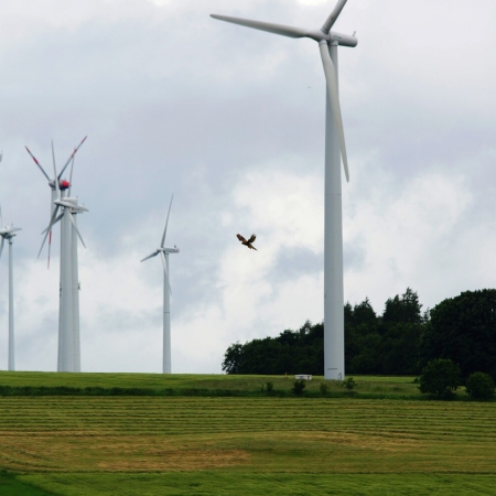 08 Engelrod ruetteln Falke 2 DSC07482.jpg